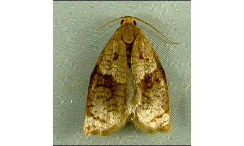 yazı resim