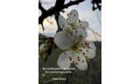 yazı resim