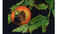 yazı resim