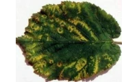 yazı resim