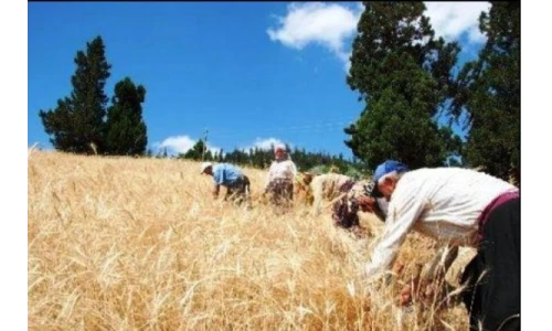 yazı resim