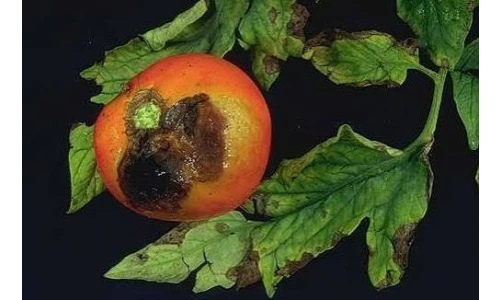 yazı resim