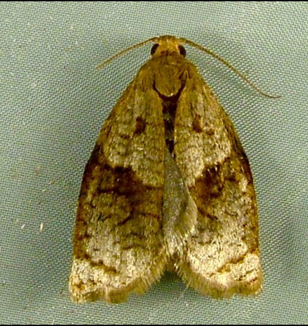 yazı resim