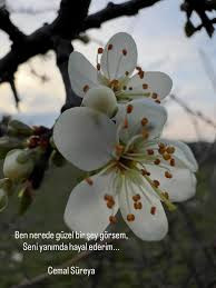 yazı resim