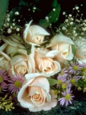 yazar