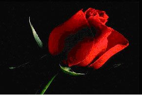yazar